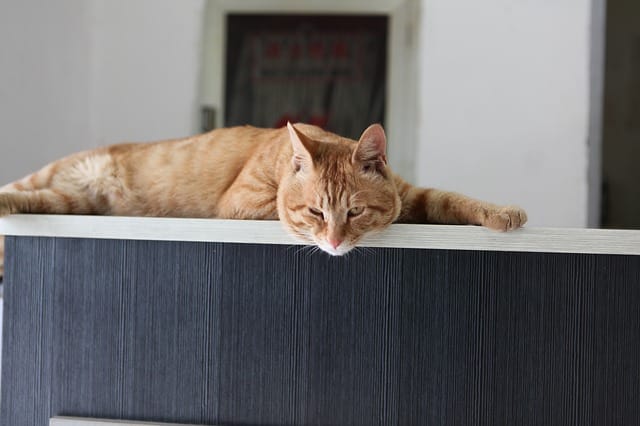 A cat in a home office
