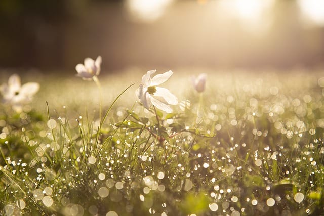 fresh summer garden